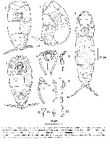 Jersabek, C D (1994): Hydrobiologia 281 p.51, figs.1-13